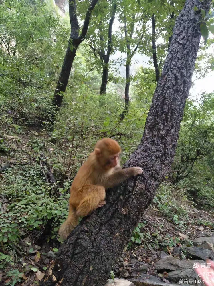 山西晋城莽河国家自然保护区猴山